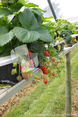 Image of culture in a greenhouse strawberry and strawberries