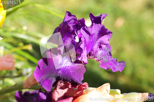 Image of Group of purple irises in spring sunny day. Selective focus. 