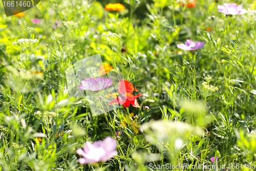 Image of Colorful flowers, selective focus on pink flower 