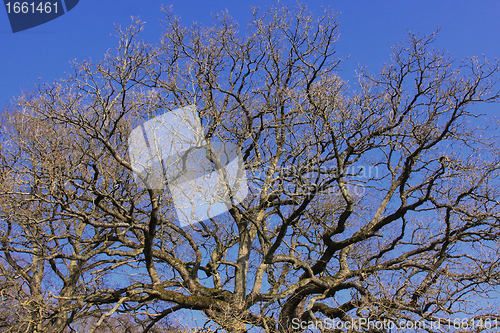 Image of large old oak in the winter sun