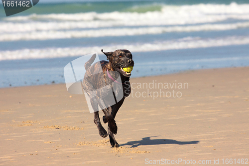 Image of dog playing ball on the beach in summer