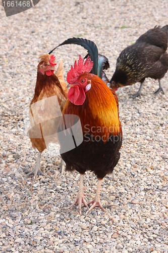 Image of beautiful colorful rooster in a farmyard in France