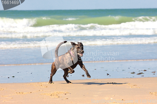 Image of dog playing ball on the beach in summer