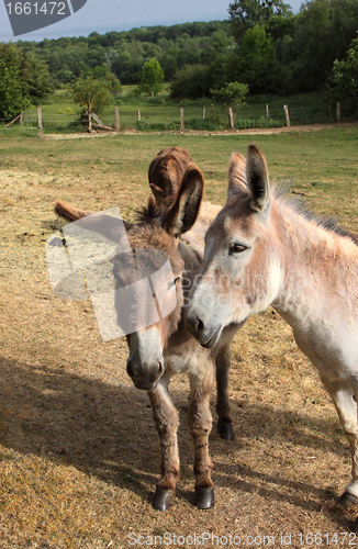 Image of quiet donkey in a field in spring