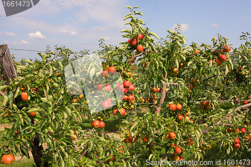 Image of apple orchard in summer, covered with colorful apples