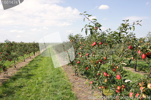 Image of apple orchard in summer, covered with colorful apples