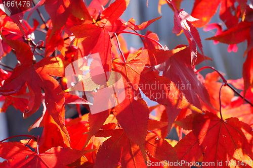 Image of maple in autumn with red and orange leaves