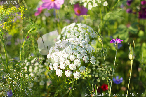 Image of Colorful flowers, selective focus on pink flower 