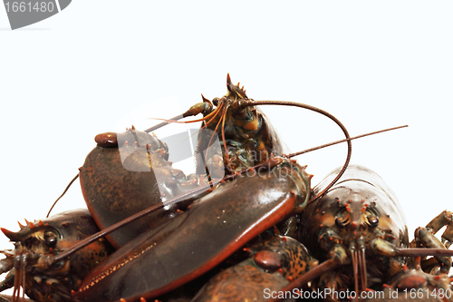 Image of live lobsters on algae and a white background