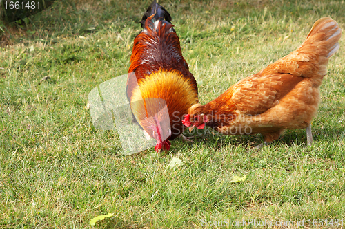 Image of beautiful colorful rooster in a farmyard in France