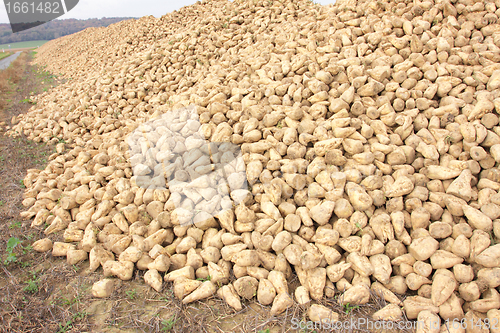 Image of Sugar beet pile at the field after harvest