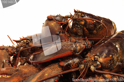 Image of live lobsters on algae and a white background