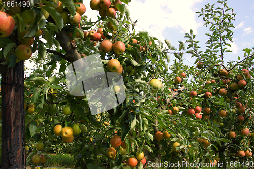 Image of apple orchard in summer, covered with colorful apples