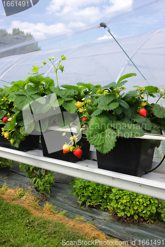 Image of culture in a greenhouse strawberry and strawberries