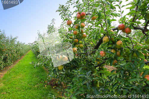 Image of apple orchard in summer, covered with colorful apples
