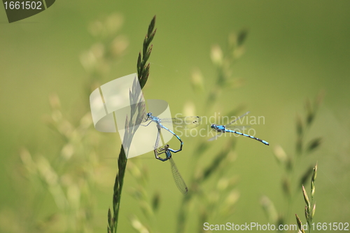 Image of coupling Bluet-shaped heart on a blade of grass