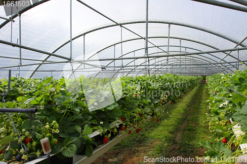 Image of culture in a greenhouse strawberry and strawberries