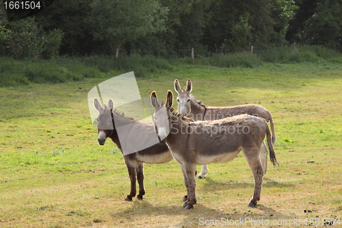 Image of quiet donkey in a field in spring