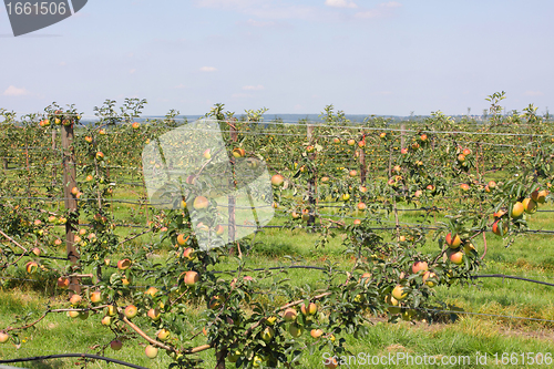 Image of apple orchard in summer, covered with colorful apples