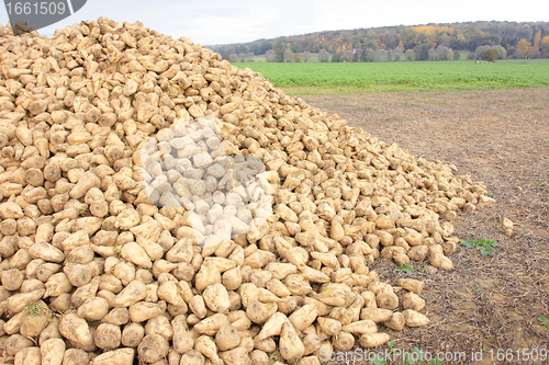 Image of Sugar beet pile at the field after harvest