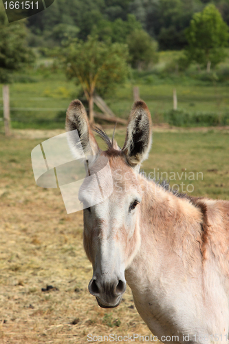 Image of quiet donkey in a field in spring