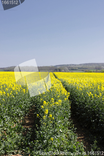 Image of landscape of a rape fields in bloom in spring in the countryside