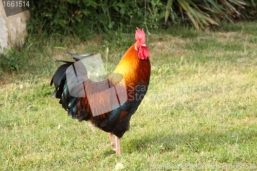 Image of beautiful colorful rooster in a farmyard in France