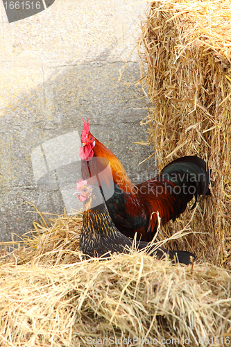 Image of beautiful colorful rooster in a farmyard in France