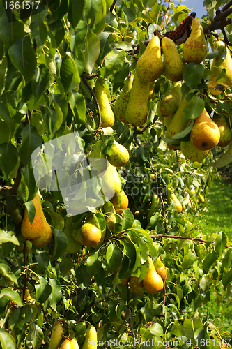 Image of pear trees laden with fruit in an orchard in the sun