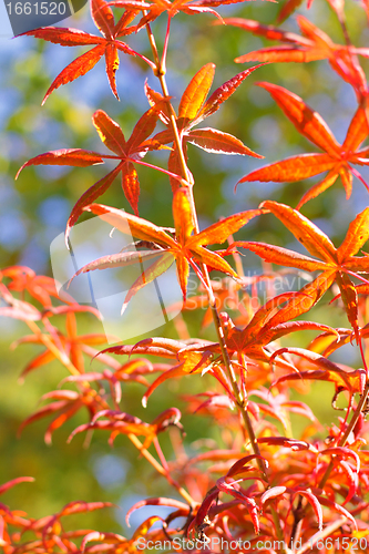 Image of maple in autumn with red and orange leaves