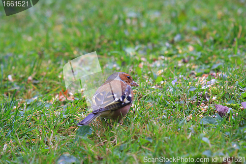 Image of chaffinch wood with beautiful colors