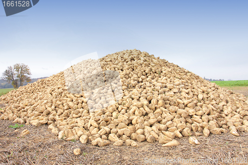 Image of Sugar beet pile at the field after harvest