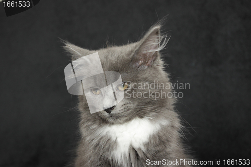 Image of gray and white kitten close up on a black background