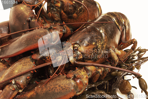 Image of live lobsters on algae and a white background