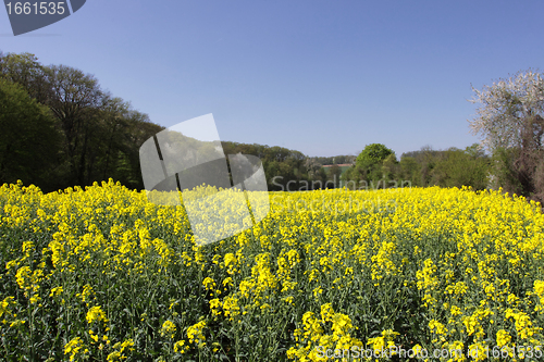 Image of landscape of a rape fields in bloom in spring in the countryside