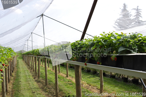 Image of culture in a greenhouse strawberry and strawberries