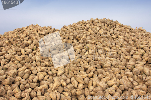 Image of Sugar beet pile at the field after harvest