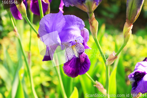 Image of Group of purple irises in spring sunny day. Selective focus. 