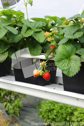 Image of culture in a greenhouse strawberry and strawberries