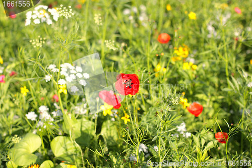 Image of Colorful flowers, selective focus on pink flower 