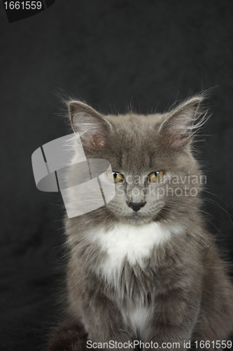 Image of gray and white kitten close up on a black background