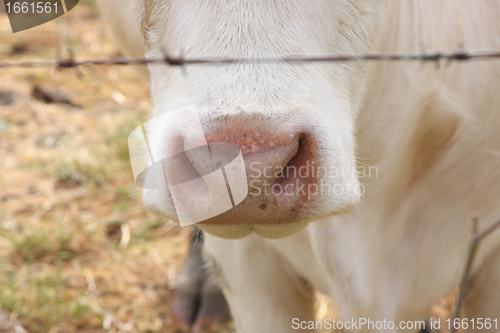 Image of nose close-up of a variety of Charolais cow