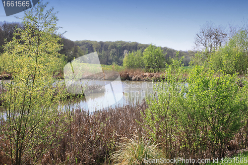 Image of small lake surrounded by reeds and trees