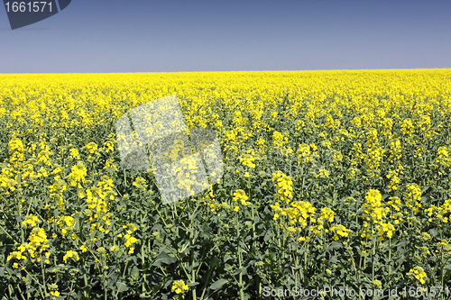 Image of landscape of a rape fields in bloom in spring in the countryside