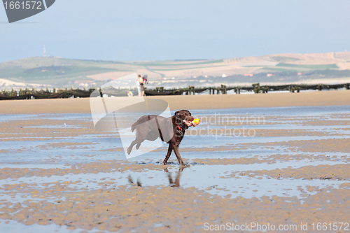 Image of dog playing ball on the beach in summer