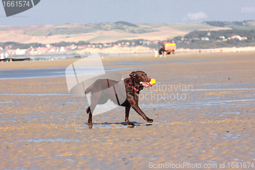 Image of dog playing ball on the beach in summer