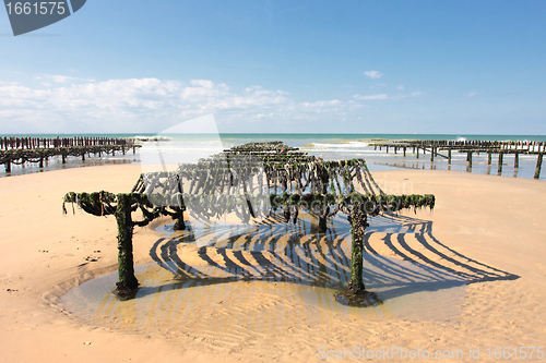 Image of mussel farming on the coast of opal in the north of France