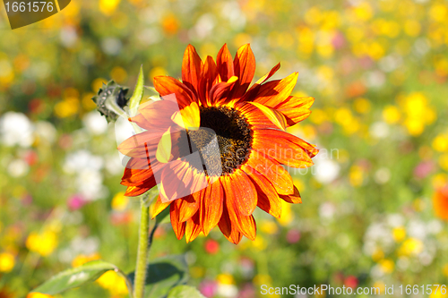 Image of Colorful flowers, selective focus on sunflower orange