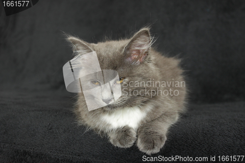 Image of gray and white kitten close up on a black background