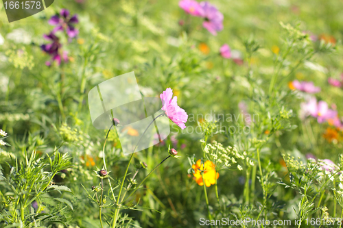 Image of Colorful flowers, selective focus on pink flower 